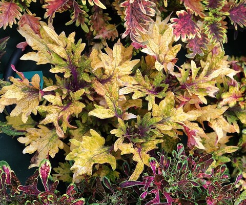 Coral Waterfall Тай колеус