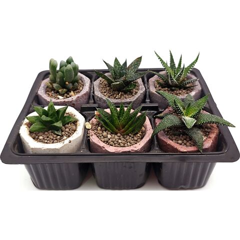 Набор суккулентов D5 №61352