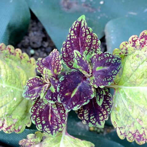 Галчонок ПГ колеус КСР