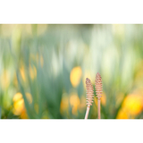 Tamron 90mm F/2.8 Di III MACRO VXD (F072) универсальный телемакрообъектив для Sony E