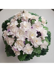 Молд пластиковый+вайнер силиконовый 