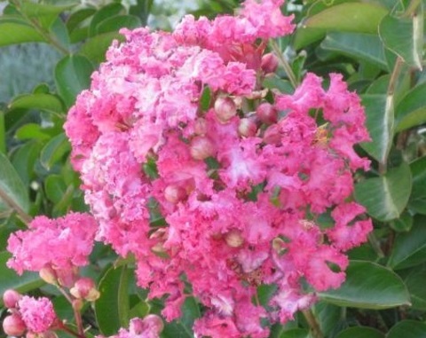 Лагерстремия сирень индийская petite orchid lagerstroemia