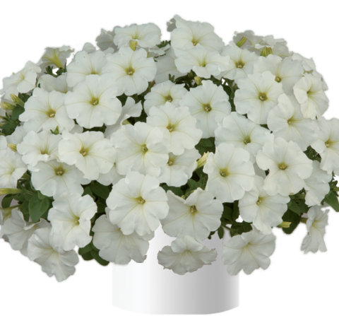 32259 Петуния RAY WHITE (ВЕСНА 2025)