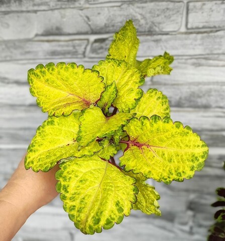 Лимонная свежесть ОП колеус