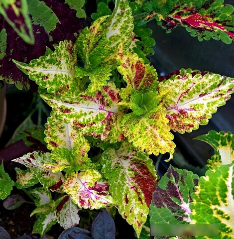 Звёздный блеск UO колеус