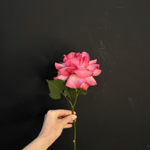 Роза Французская ярко-розовая / 1 шт