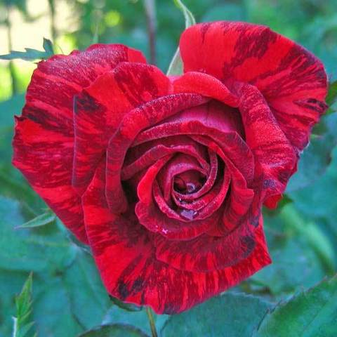 Роза чайно-гибридная Ред Интуишн 