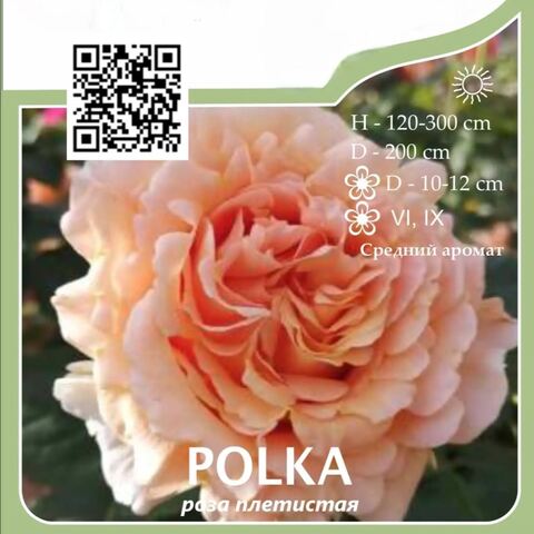 Роза плетистая 