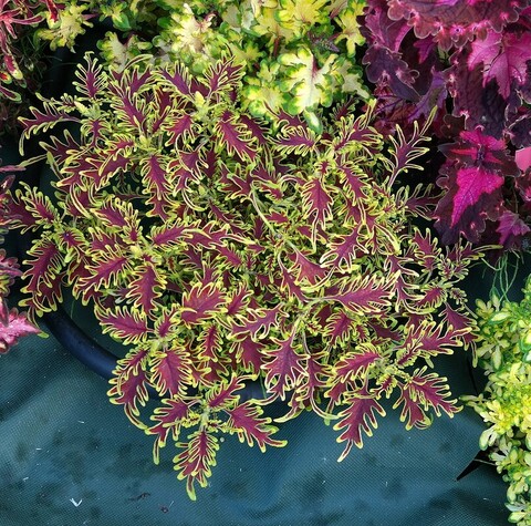 Хохлома колеус