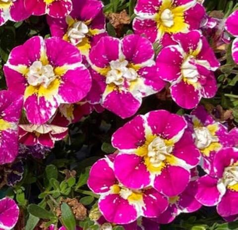 19377 Калибрахоа Calita Double Raspberry Icecream (Весна 2026)