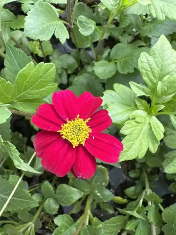 1336 Биденс Pretty Deep Pink (Весна 2026)