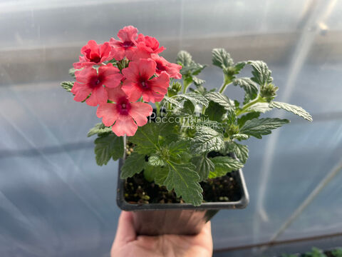 Вербена Ласкар Манго Оранж