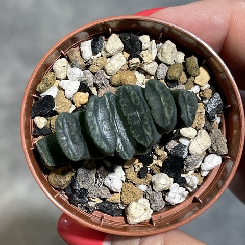 Хавортия Трунката Дени d5