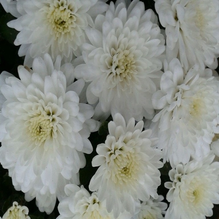 Трики вайт хризантема фото