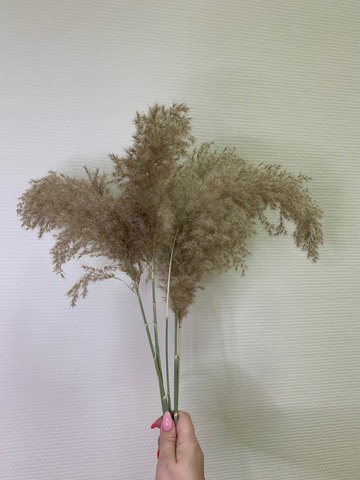 Тростник натуральный песочно-карамельный (набор из 5шт)