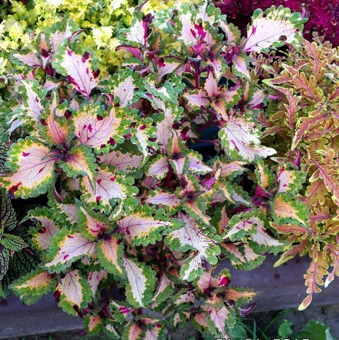 Бондиана колеус