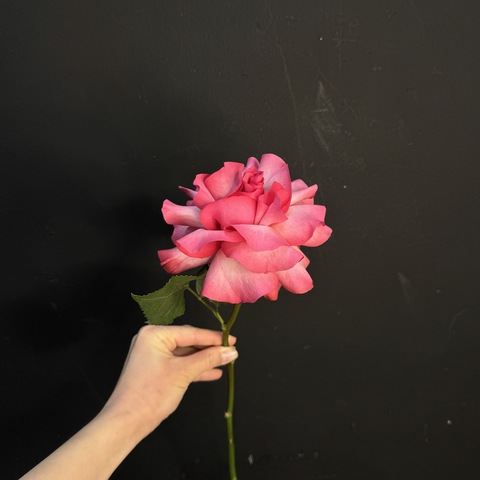 Роза Французская ярко-розовая / 1 шт