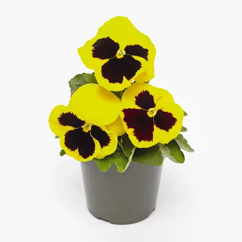 S25109 Виола крупноцветковая Inspire DeluXXe Yellow Blotch 5 шт.