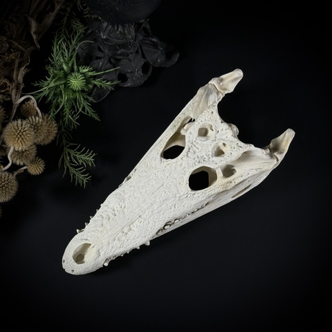 Череп крокодила