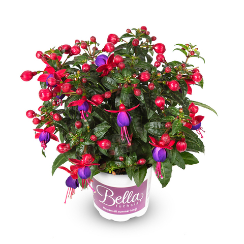 3552 Фуксия BELLA FUCHSIA VERA