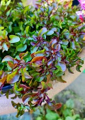 Альтернантера Purple