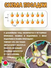 Лук-севок семейный Погарский местный улучшенный, 250 гр