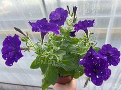 Петуния Splash Dance Bolero Blue