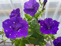 Петуния Splash Dance Bolero Blue