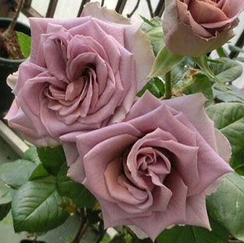 Симпли Горджес (Simply Gorgeous)