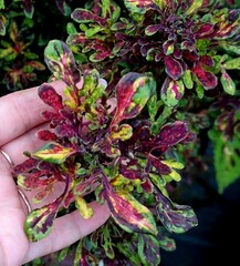 Вихрь красок UO колеус КСР