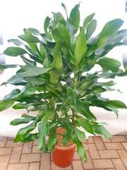 Драцена Фрагранс