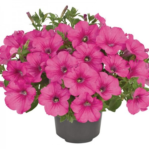 32516 Петуния Fanfare® Hot Rose (Весна 2026)