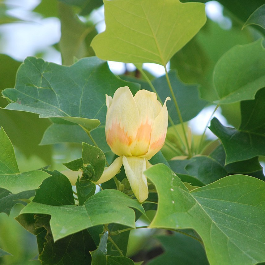 Лириодендрон тюльпановый описание и фото сорта