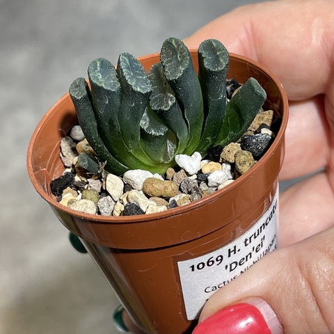 Хавортия Трунката Дени d5