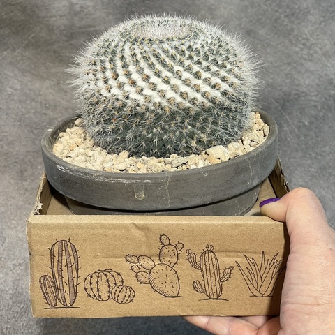 Маммиллярия Хахниана в керамике d15