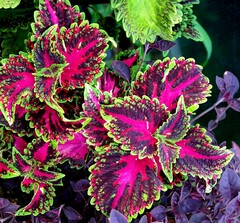 Гармония света UO колеус КСР