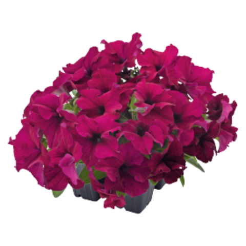 S60233 Петуния кустовая Grandiflora Success!360* Burgundy 10 шт.