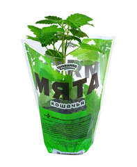 Травинка Витаминка Мята кошачья в квадратном горшочке