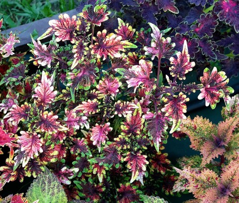 Графити Тай колеус