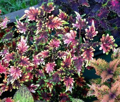 Графити Тай колеус