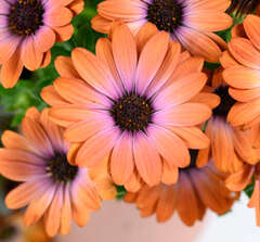 27108 Остеоспермум BESTIES Inspiring Orange (Весна 2026)