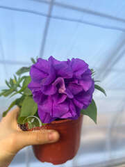 Петуния Origami Marine