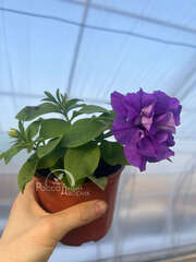 Петуния Origami Marine