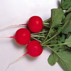 Глориет F1 семена редиса (Sakata / Саката)