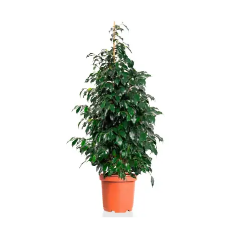 Фикус Бенджамина