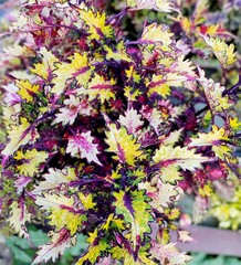 Атлантида колеус КСР