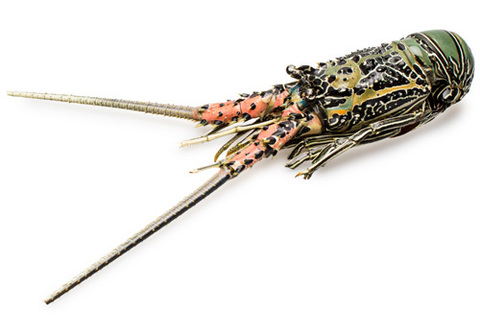 Лангуст замороженный Кубинский~1.2кг