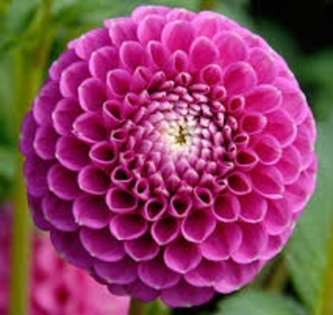 Георгин Тесса (Tessa)