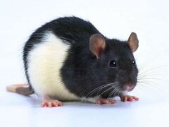 Крыса декоративная