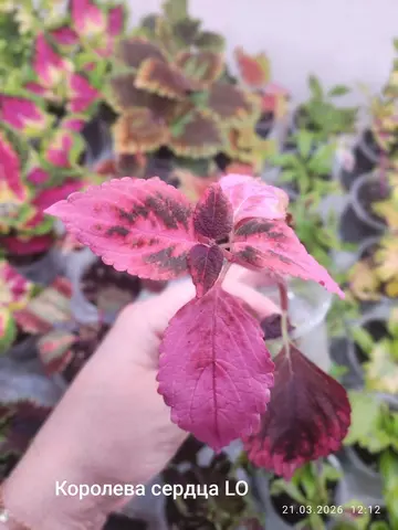 Королева Сердца LO
